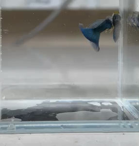 Silverado Blue Tail Guppy (Pure Strain) (1 pair)