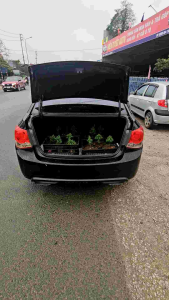 cây giống hoàng đàn tuyết lạng sơn kích thước 15-18 cm