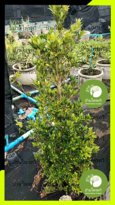 ต้นไทรเกาหลี ไม้พร้อมปลูก  ตรงปก ไม้ประดับ น่าปลูก ต้นไม้ตายระหว่างขนส่ง เคลมฟรี