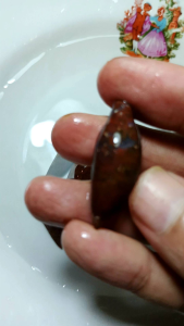 Batu bunga kantil merah asli mungil