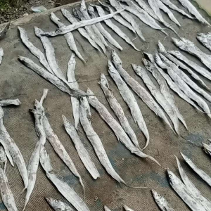 ikan asin ikan kering layur campur besar n sedang. harga untuk 1kg hasil langsung dari laut kuwalitas gred A super premium terbaik