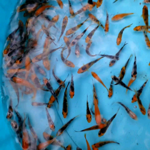 ikan hidup bibitan koi size 3-4cm isi 50 ekor