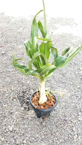 ว่านเศรษฐีสอดกอดทรัพย์ หรือ ว่านไชยมงคล ว่านไม้ประดับนามมงคล เป็นว่านทรงอำนาจช่วยคุ้มครองป้องกันภัยให้กับผู้ปลูก ไซส์ตั้งแม่ไม้สูงรวมกระถาง75-80ซม.