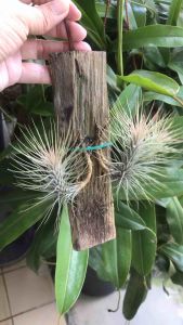 Tillandsia Funckiana Clump ( 空气凤梨/ Airplant )