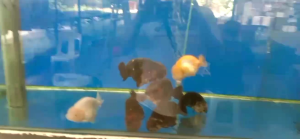 Gold fish AAA (BIG 5IN )