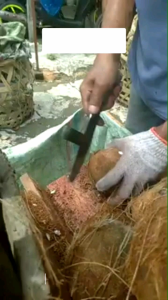 Pisau / Alat pengupas pembuka batok kelapa baja per HISR Wonosobo tajam