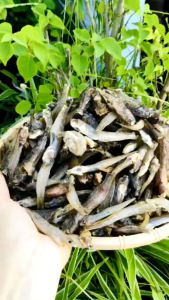 khô cá bốngbóng sông các loại phơi khô 3 nắng túi 500g