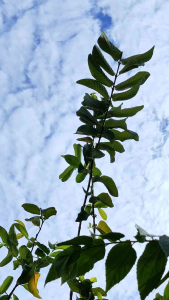 Alat Potong Ranting Pohon & Gunting Dahan Tanaman