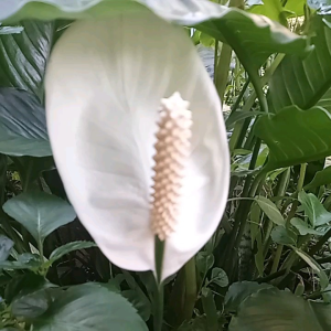 tanaman bunga pucuk putih langka /3 pohon