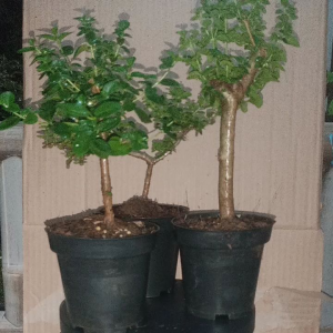 sancang sito bahan prospek