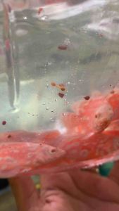 Hiasan Aquarium Predator Oscar Nemo