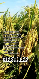 BENIH BIBIT PADI UNGGUL HERCULES ORIGINAL KEMASAN 1KG