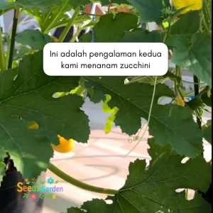 5 BUTIR BIJI/BENIH TANAMAN ZUCCHINI KUNING PANJANG