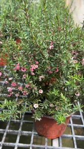 กระถางต้นไม้มานูกช้าใบชานิวซีแลนด์