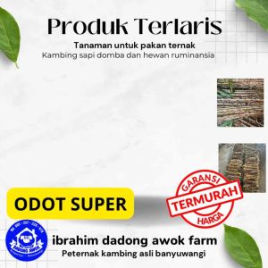 bibit rumput odot super - rumput gajah mini - rumput pakan ternak - bukan napier pakcong gama umami