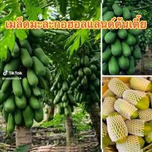 เมล็ดมะละกอ มะละกอเพชรฮอลแลนด์ ปลูกได้ทั่วไทยบรรจุ 100++ ส่งเร็ว!!