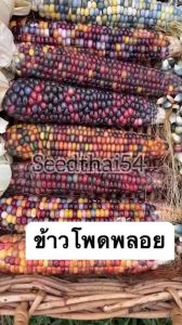 เมล็ดข้าวโพดข้าวเหนียวพลอย สยาม สีสวย รสหวาน เหนียวนูม ใหญ่ บรรจุ 80-150 เมล็ด
