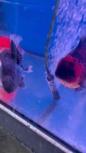 THAILAND ORANDA GOLDFISH LION HEAD 12-13cm RM438 per fish