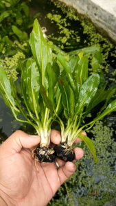 Tanaman air hias aquarium Aquascape Per pcs Echinodorus martii Tanaman hias air tawar media webikusa Hiasan Aquarium Aquascape