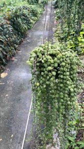 ต้นเดปกระดุม