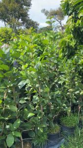 ต้นพวงครามม่วง ไม้เลื้อยสวยๆลงกระถาง9นิ้ว