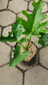 Philodendron Selloum (Philodendron bipinnatifidum) -  - Pokok Philodendron Selloum - फिलोडेंड्रोन सेल्लम Philodendron Selloum – Bold Tropical Foliage Low Maintenance Indoor-Outdoor Statement Plant Big Leaf Beauty LIVE PLANT