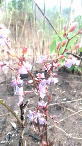 ต้นน้ำค้างกลางเที่ยง ดอกไม้ป่า (ดอกหงอนนาคแคระ)ชุด 1 ต้น