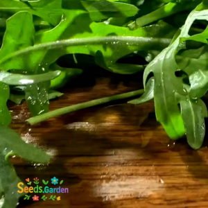 100 BUTIR BIJI/BENIH TANAMAN ARUGULA ROQUETTE