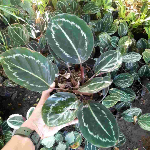 TANAMAN HIAS CALATHEA GREEN LIPSTICK / KALATEA GREEN LIPSTIK