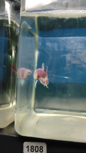 (Same as photo) Barongsai Betta Fish Size S+ Ikan Laga Show Gred