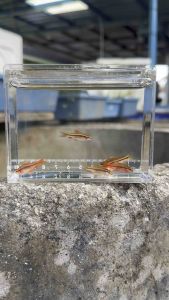 Cherry Barb 10 pcs | 2cm - 3cm |