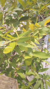 Sepasang Lampu Depan PS Canter Bahan Kaca PS110/125/136 HDX