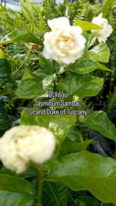 มะลิซ้อน กระถาง 11 นิ้ว ต้นสวย (กทม)