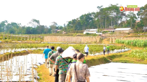 BENIH JAGUNG HIBRIDA UNGGUL BETRAS 9 KEMASAN 5KG ORIGINAL