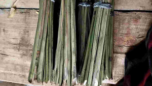 Sapu lidi aren masih hijau