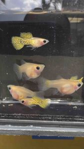 Yellow lace glassberry short body (pair) 1male & 1 female