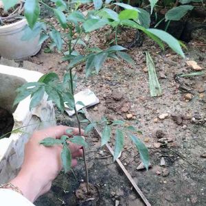 Cây mắc mật cao 30-50cm chỉ 18k lá mắc mật làm thịt nướng sỉ cây giống