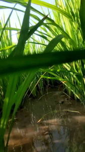 ปุ๋ยน้ำเร่งเต่ง เร่งเเป้ง น้ำหนักดี ขั้วเหนียว