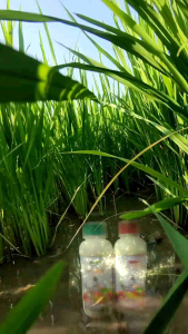 ปุ๋ยน้ำ เร่งต้น เร่งใบ เขียวนาน เเตกกอดี