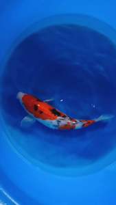 🇯🇵 Japan Sakai Farm Female Sanke Koi Fish | 35cm | Premium Japanese Nishikigoi - RM1180