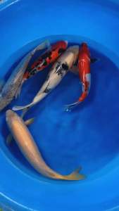 🇯🇵 Japan Marusei & Marudo Farm Mixed Variety Koi Fish | 36–42cm | Premium Japanese Nishikigoi - RM4900