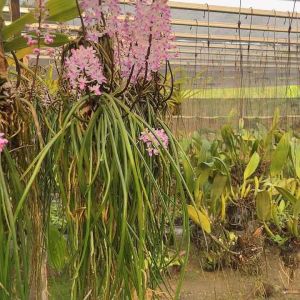 กล้วยไม้หนวดพราหมณ์ Seidenfadenia mitrata