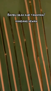Bilah Bambu 120Cm Turus Ajir Tanaman