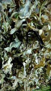 ดอกแคนาสด ตากแห้ง