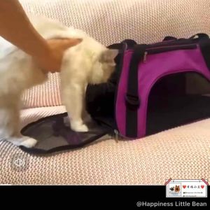 Travel Outdoor Portable Pet Dog Cat Travel Bags Outdoor Pet Dog Carrier Bag Pet Handle Bags Head Carrying Water-resistant Breathable Mesh Handbag For Cats Dogs transportatio