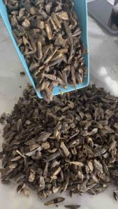 Kynam Oud Eksklusif Gred Super AA+ Kecil