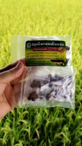 สมุนไพรแผนโบราณ ว่านเอ็นอ่อน หมอบุญทวี แพคเกจใหม่