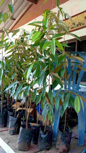 ต้นทุเรียนพื้นเมือง(ทุเรียนบ้าน)ที่ไม่เสียบยอดพร้อมลงแปลงปลูกได้เลย อายุยืนเป็น100ปี สูง50-70ชม.ชุด10แถม1ต้น