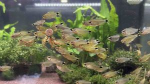 Raccoon Tetra