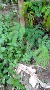 Bendo Arit Baja Panjang 56 CM - Golok Jawa Potong Ranting Kayu Dan Semak